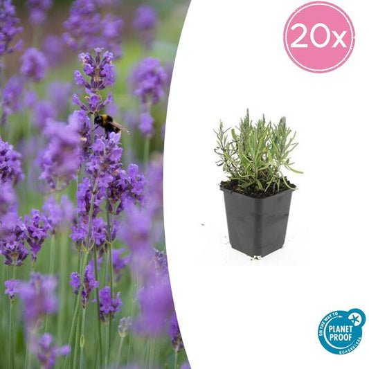  'Munstead' Lavendelpflanze mit lila Blüten für sonnige Gartenbeete und Töpfe