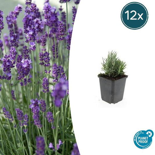 Lavandula angustifolia 'Dwarf Blue' - Kompakte Lavendelpflanze mit blauen Blüten
