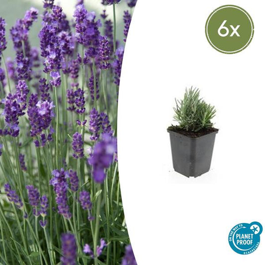 Lavandula angustifolia 'Dwarf Blue' - Kompakte Lavendelpflanze mit blauen Blüten