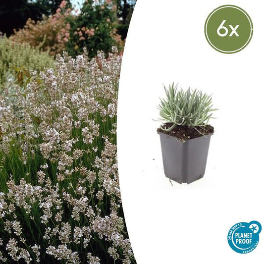  Lavandula int. 'Edelweiss' Lavendelpflanze mit weißen Blüten für sonnige Gartenbeete und Töpfe