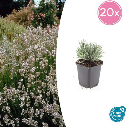 Lavandula int. 'Edelweiss' Lavendelpflanze mit weißen Blüten für sonnige Gartenbeete und Töpfe