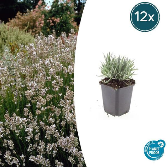  Lavandula int. 'Edelweiss' Lavendelpflanze mit weißen Blüten für sonnige Gartenbeete und Töpfe