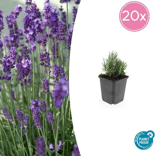 Lavendel 'Dwarf Blue', kompakte Pflanze mit intensiven blauen Blüten, ideal für Balkon und Garten