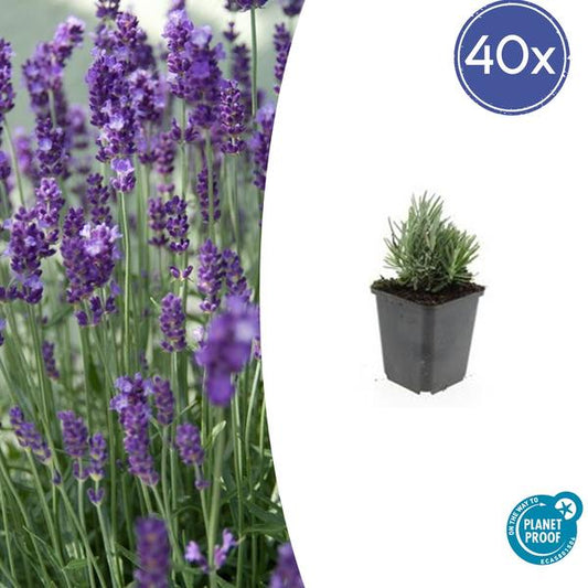 Lavendel Hidcote Lavendel Pflanze im Garten mit lila Blüten