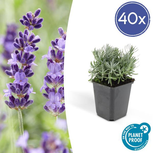  Lavendel Hidcote Lavendel Pflanze im Garten mit lila Blüten