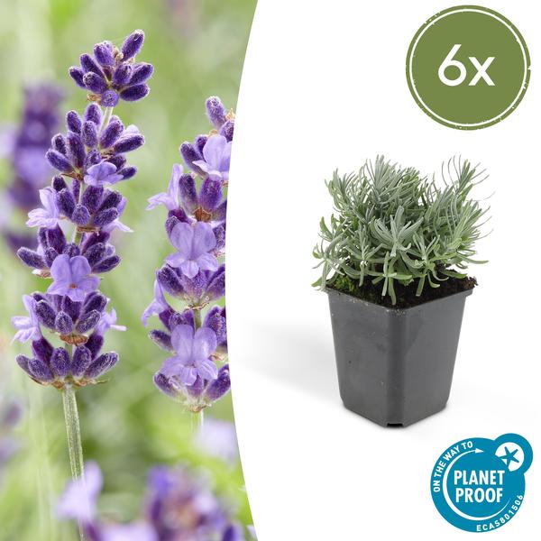  Lavendel 'Hidcote' mit tiefblauen Blüten, ideal für den Garten und Balkon, Bienenfreundlich