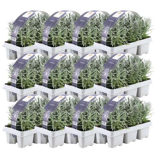  Lavendel angustifolia, kompakte Lavendelpflanze mit intensiven, duftenden violetten Blüten, ideal für Balkone und kleine Gärten
