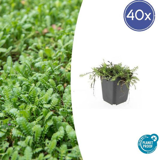 Leptinella squalida im Ø9 cm Topf, Bodendecker für schattige Bereiche im Garten