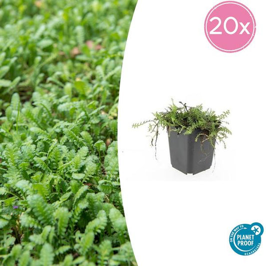 Leptinella squalida im Ø9 cm Topf, Bodendecker für schattige Bereiche im Garten