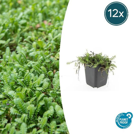 Leptinella squalida im Ø9 cm Topf, Bodendecker für schattige Bereiche im Garten