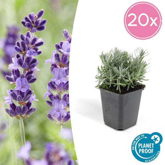  Levendel Hidcote Lavendel Pflanze im Garten mit lila Blüten
