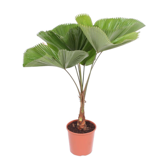  Licuala Grandis Palme im Ø30 cm Topf, tropische Pflanze für den Innenbereich