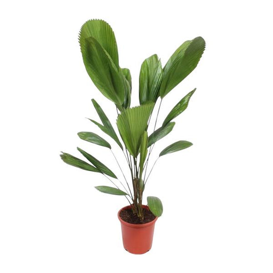 Licuala Grandis Palme im Ø27 cm Topf, tropische Pflanze für den Innenbereich