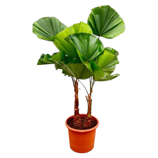 Licuala Grandis, tropische Rundblatt-Palme mit doppeltem Stamm, 170 cm hoch, für Innenräume und Terrassen