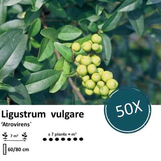  Liguster vulgare 'Atrovirens' Wurzelnackt 60–80 cm – Set mit 50 Pflanzen für Hecken