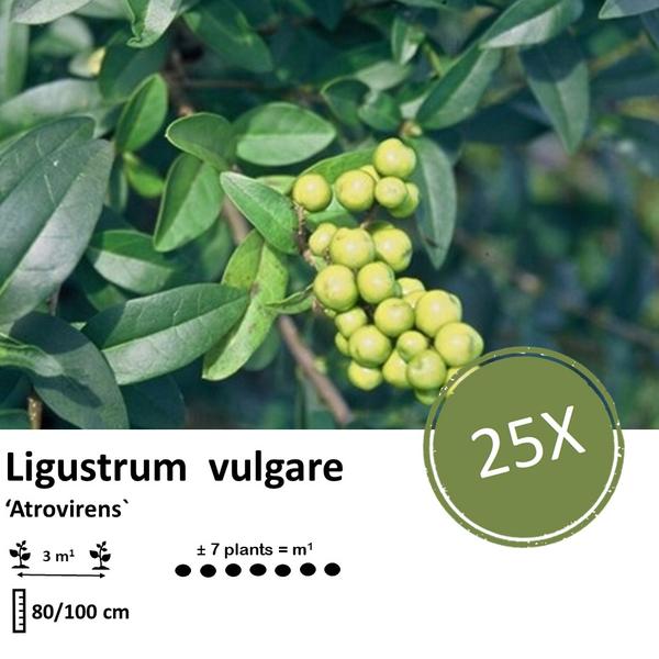 Liguster vulgare 'Atrovirens' Wurzelnackt 80–100 cm – Set mit 25 Pflanzen für Hecken
