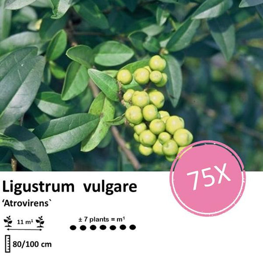  Liguster vulgare 'Atrovirens' Wurzelnackt 80–100 cm – Set mit 75 Pflanzen für Hecken