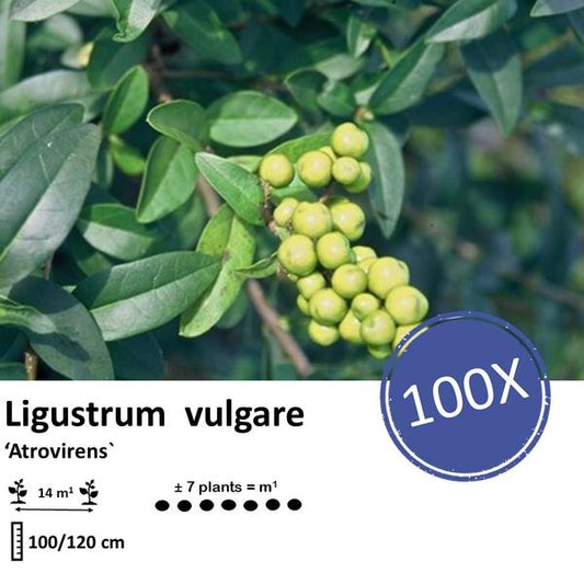 Liguster vulgare Atrovirens Wurzelnackt, 100–120 cm hoch, 100 Pflanzen für dichte Hecken und Sichtschutz