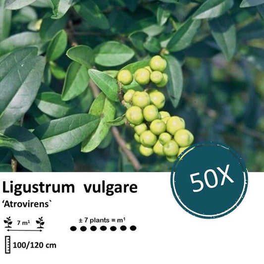 Liguster vulgare Atrovirens Wurzelnackt, 100–120 cm hoch, 50 Pflanzen für dichte Hecken und Sichtschutz