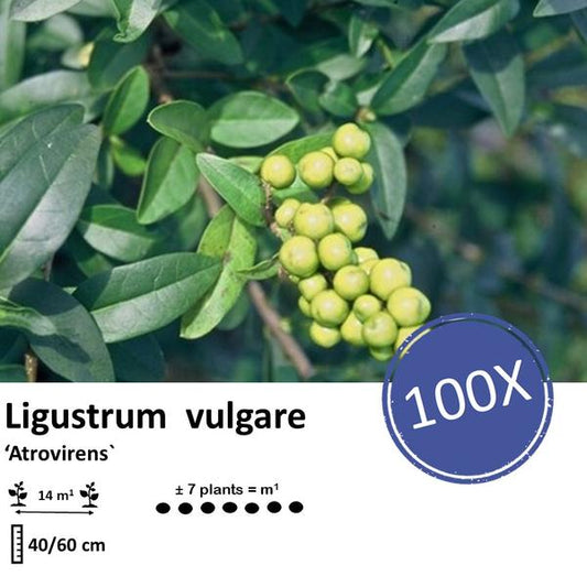  Liguster vulgare Atrovirens Wurzelnackt 40–60 cm, 100 Pflanzen für eine dichte Hecke und Sichtschutz