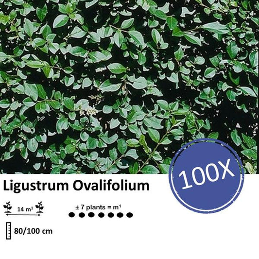 Ligustrum Ovalifolium - Wurzelnackt - 80/100 cm - 100 Pflanzen für dichte, immergrüne Hecken