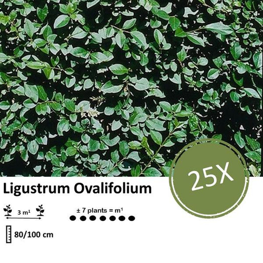 Ligustrum Ovalifolium Wurzelnackt 80–100 cm – Set mit 25 Pflanzen für dichte, immergrüne Hecken