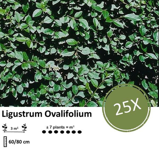 Ligustrum Ovalifolium - Wurzelnackt, ideale Heckenpflanze für Sichtschutz, 25 Pflanzen
