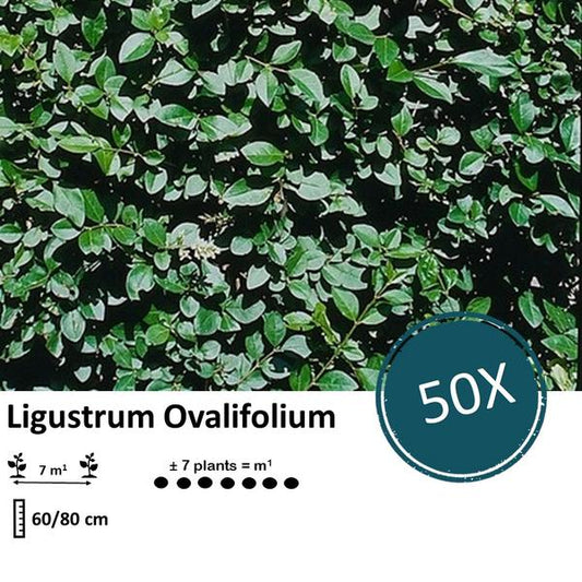  Ligustrum Ovalifolium - Wurzelnackt, ideale Heckenpflanze für Sichtschutz, 50 Pflanzen