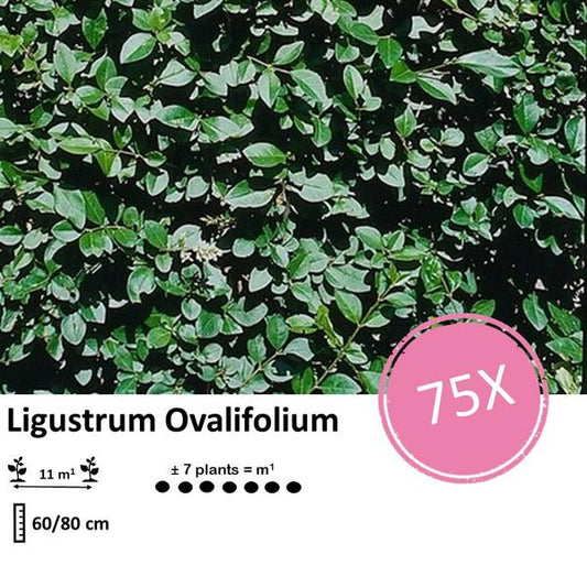  Ligustrum Ovalifolium - Wurzelnackt, ideale Heckenpflanze für Sichtschutz, 75 Pflanzen