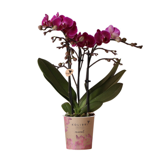  Lila Phalaenopsis Orchidee Morelia in Ø9cm Topf, blühende Zimmerpflanze frisch vom Züchter