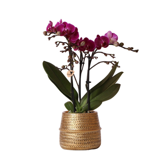 Lila Phalaenopsis Orchidee Morelia in goldfarbenem Groove Ziertopf Ø9cm, 35cm hoch, blühende Zimmerpflanze frisch vom Züchter