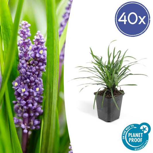 Liriope muscari 'Big Blue' Pflanze im Topf mit einer Höhe von 10-25 cm und einem Durchmesser von 9 cm, Set mit 40 Pflanzen.