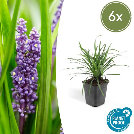 Liriope muscari 'Big Blue' in einem 9 cm Topf, Höhe 10-25 cm, 6 Pflanzen