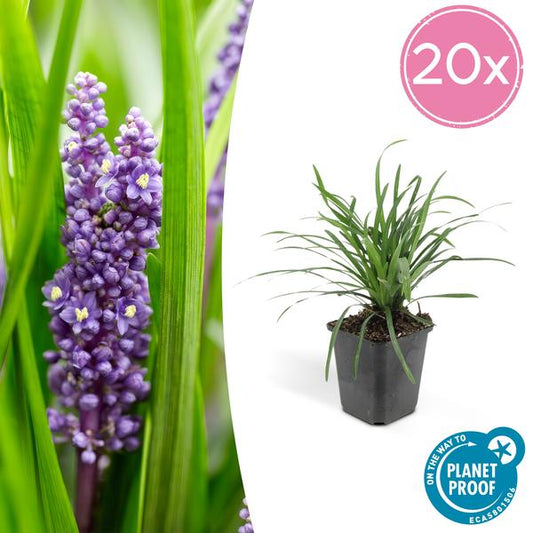 Liriope muscari 'Big Blue' Pflanzen mit lila Blüten, 10-25 cm hoch, im Topf Ø9 cm, 20 Stück für schattige Gartenbereiche