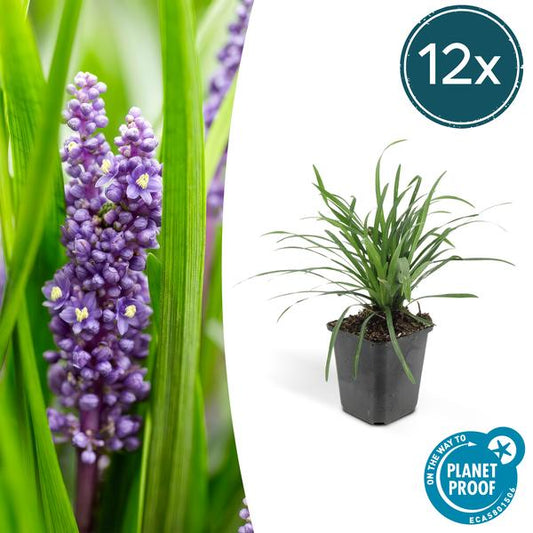 Liriope muscari 'Big Blue' Pflanze in einem Ø 9 cm Topf, 10-25 cm hohe Staude mit leuchtend blauen Blüten, ideal für halbschattige Gartenbereiche.