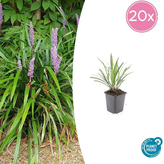 Liriope muscari 'Ingwersen' in einem 9 cm Topf, mit violetten Blüten und immergrünem Laub. Die Pflanze ist pflegeleicht, trockenheitsresistent und ideal für sonnige bis halbschattige Standorte.
