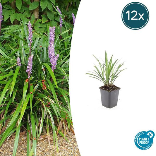 Liriope muscari 'Ingwersen' in einem 9 cm Topf, Höhe 10-25 cm, 12 Pflanzen
