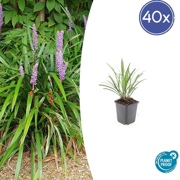 Liriope muscari 'Ingwersen' in einem 9 cm Topf, Set mit 40 Pflanzen, immergrün mit violetten Blüten. Pflegeleicht, trockenheitsresistent und ideal für sonnige bis halbschattige Standorte.