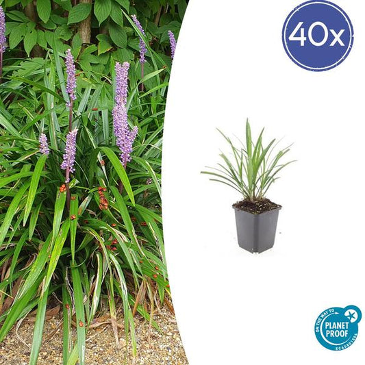 Liriope muscari 'Ingwersen' in einem 9 cm Topf, Set mit 40 Pflanzen, immergrün mit violetten Blüten. Pflegeleicht, trockenheitsresistent und ideal für sonnige bis halbschattige Standorte.