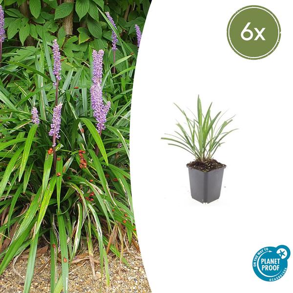 6er Set Liriope muscari 'Ingwersen', immergrüne Staudenpflanze mit violetten Blüten und grünem Laub, geliefert in Ø9cm Töpfen, ideal für sonnige bis halbschattige Standorte.







