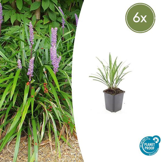 6er Set Liriope muscari 'Ingwersen', immergrüne Staudenpflanze mit violetten Blüten und grünem Laub, geliefert in Ø9cm Töpfen, ideal für sonnige bis halbschattige Standorte.






