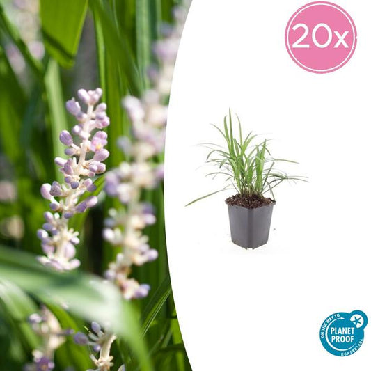 Liriope muscari 'Moneymaker' in einem Topf mit einem Durchmesser von 9 cm, einer Höhe von 10-25 cm. Diese immergrüne Pflanze mit violetten Blüten eignet sich für sonnige bis halbschattige Standorte.