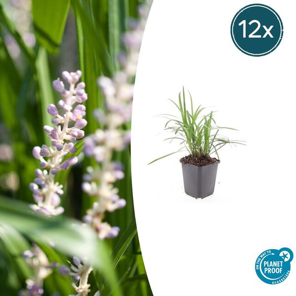 Liriope muscari 'Moneymaker' als 12er Set, elegante Staudenpflanze mit kräftigen violetten Blüten und immergrünem Laub, geliefert in Ø9cm Töpfen, ideal für Beete, Kübel und halbschattige Standorte.