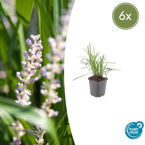 Liriope muscari 'Monroe White' oder Monroe White Liriope