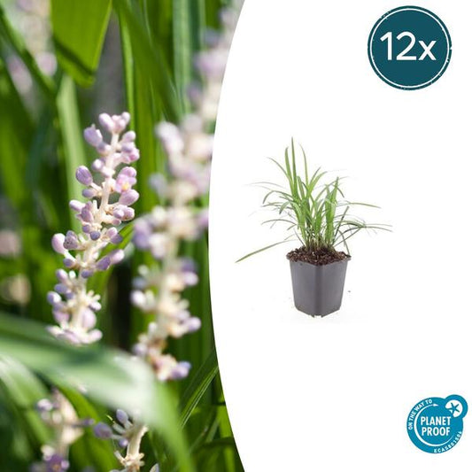 Immergrüne Staude Liriope muscari 'Monroe White' im Topf (Ø9cm) mit einer Höhe von 10-25 cm, erhältlich im Set von 12 Stück. Elegante weiße Blütenrispen, ideal für schattige Standorte.