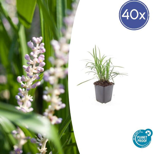 Liriope muscari 'Monroe White' - Pflegeleichte, immergrüne Staude mit eleganten weißen Blüten und grünem Laub, ideal für Beete, Randbepflanzungen und Kübel. Wächst in sonnigen bis halbschattigen Lagen und ist trockenheitsresistent.