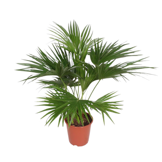 Die Livistona Chinensis ist eine tropische Pflanze mit eleganten, fächerartigen Blättern, die als Zimmerpflanze oder Büropflanze ideal geeignet ist.
