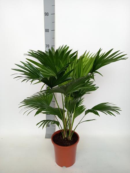 Die Livistona Rotundifolia ist eine tropische Fächerpalme mit glänzenden, runden Blättern. Sie erreicht eine Höhe von 70 cm und hat einen Durchmesser von 17 cm, was sie ideal für kleinere bis mittelgroße Innenräume macht.