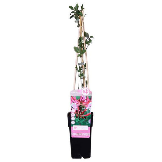 Lonicera periclymenum 'Serotina' auf einer Pergola