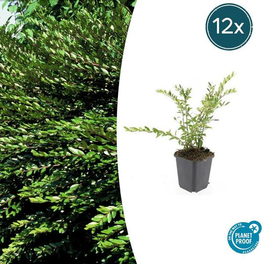 Lonicera pileata 'Purple Pearl' ist eine immergrüne Pflanze mit einer attraktiven purpurroten Färbung, ideal als Bodendecker oder für kleinere dekorative Pflanzenarrangements. Sie hat eine Höhe von 10-25 cm und einen Durchmesser von 9 cm, erhältlich in einer Packung mit 12 Stück.